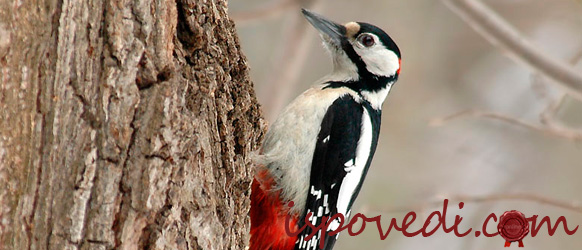 Сводящий с ума дятел