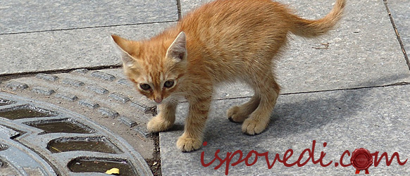 Рыжий бездомный котенок на улице Рыжий бездомный котенок на улице