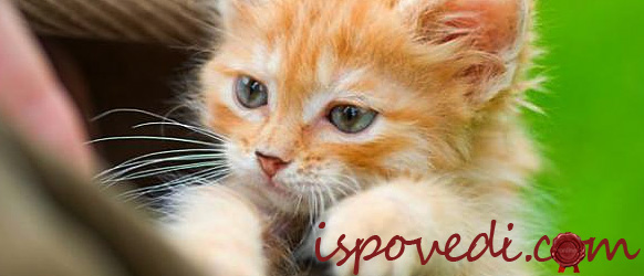 Рассказ девочки о своем котенке