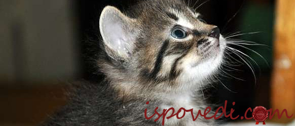 Котенок для маленькой девочки Котенок для маленькой девочки