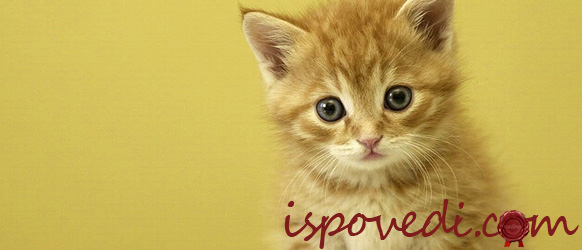 Несчастный котенок