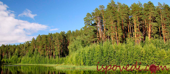 мистическая история про сосновый лес