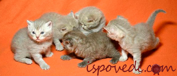 маленькие котенки