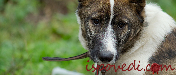 Исповедь мальчика о бездомной собаке