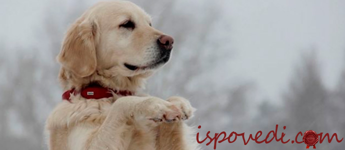 история о смерти собаки