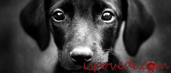 Не обижайте животных Не обижайте животных